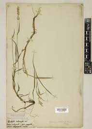 Image result for Acrachne