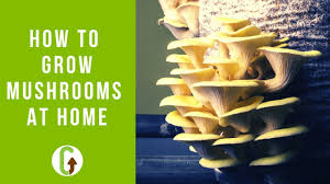 Maybe you would like to learn more about one of these? How To Grow Mushrooms The Ultimate Guide Grocycle