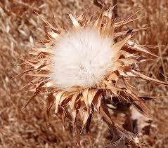 Image result for Gomphocarpus tomentosus