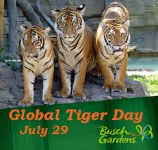 Typography of international tiger day vector illustration with scratching tiger foot design. 40 International Tiger Day 2018 Pictures And Images