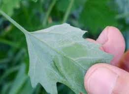 Image result for Sesamum parviflorum