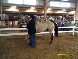 Battle royale bicknell, indiana 47512 usa 2018 buckskin aqha quarter horse filly &dollar;10,000 Kesa Quarter Horses Ends A 30 Year Ride Along The Genetics Trail Thefencepost Com