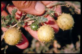 Image result for Cucumis myriocarpus