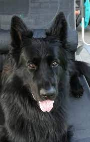 Learn about the beautiful black gsd coat color. Those Eyes Black German Shepherd Black German Shepherd Dog German Shepherd Dogs