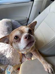 Maybe you would like to learn more about one of these? Chihuahua Made Famous From Brutally Honest Facebook Post Adopted