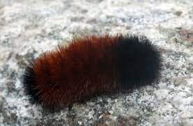Observing The Woolly Bear Mynature Apps