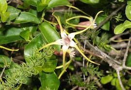 Image result for Strophanthus