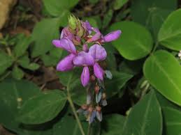 Image result for Desmodium intortum