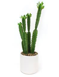 Kara cactus & succulent nursery succulent plants at a reasonable and fair price. Dakota Fields Tall Cactus Plant In Planter Wayfair