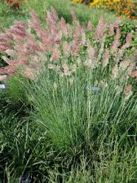 Image result for Melinis nerviglumis