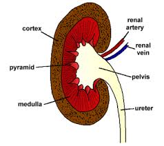All blood vessels are specifically structured to perform their function. Gcse Biology Kidney Structure