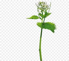 Light enough to be carried by wind, they can also travel in water or by soil movement. Leaf Branch Png Download 600 800 Free Transparent Garlic Mustard Png Download Cleanpng Kisspng