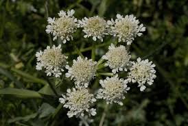 Image result for Oenanthe