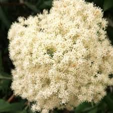 Image result for Buddleja saligna