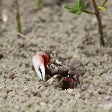 Image result for Crabbea velutina