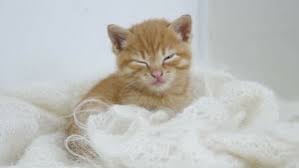 Do Cats Like Blankets The Interesting Reasons Why Faqcats Com