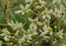 Image result for Aleurites