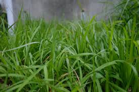 Image result for Eragrostis exasperata