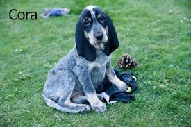 Image result for malý modrý gaskoňský honič