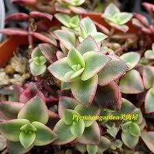 Image result for Crassula alsinoides
