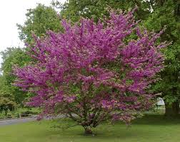 Arbre Cercis Siliquastrum Yahoo Image Search Results Arbre De Judee Beaux Jardins Art Des Jardins