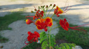 Image result for Caesalpinia rubra