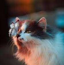 Cats With Lupus Lupus Trust A Guy S And St Thomas Charity Uk