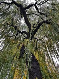 Free willow tree stock video footage licensed under creative commons, open source, and more! Willow Tree Pictures Download Free Images On Unsplash