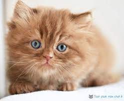 Découvrez notre classement des meilleurs prénoms féminins ! Nom De Chat En N Et Prenom En N Pour Chaton Tout Pour Mon Chat