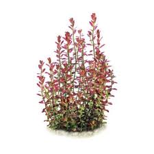 Image result for Rotala gossweileri