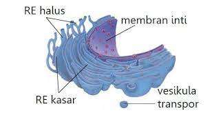 We did not find results for: Fungsi Retikulum Endoplasma Pengertian Jenis Jenis Struktur Struktur
