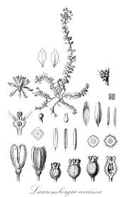 Image result for Laurembergia