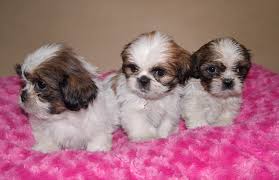 Shih Tzu Cinsi Kategorisi Kopek Satis