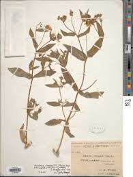Image result for Guizotia scabra
