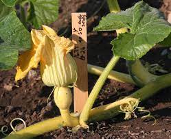 Find over 100+ of the best free pumpkin farm images. Tips For Next Year S Garden Grow Pumpkins Vertically To Make Them Fit In Small Gardens Cleveland Com