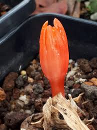 Image result for Satyrium compactum