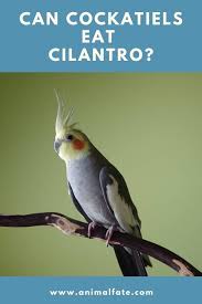 Meat and fish are some of the primary ingredients in many of the best cat food recipes. Can Cockatiels Eat Cilantro Other Safe Herbs To Give Animalfate