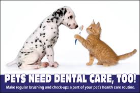 Dogs should have their teeth brushed at least every dog teeth cleaning cost varies greatly per location and veterinarian clinic. Low Cost Pet Dental Cleaning Animal Medical Clinic