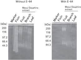 The work of winnick et al. Characterization Of Proteases Activities In Ficus Carica Cultivars Nishimura 2020 Journal Of Food Science Wiley Online Library