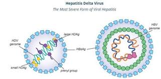 Chronic hepatitis delta virus (hdv) infection in hepatitis b virus carrier chimpanzees viral hepatitis and liver disease. What Is Hepatitis D