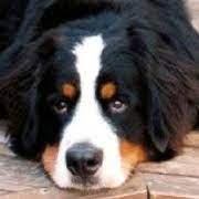 Is a bernese mountain dog right for me? Bernese Mountain Dog Rescue Home Facebook