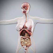 Image result for internal organs