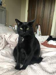 My House Panther Teelast Com Natural Cat Baby Cats Black Cat