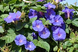 Image result for Ipomoea tricolor