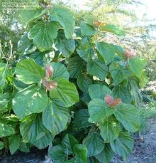 We have reviews of the best places to see in yucca valley. Plantfiles Pictures Ficus Species Roxburgh Fig Ficus Auriculata By Vossner