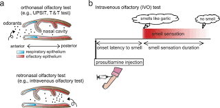 Image result for Olfactory Training