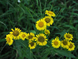 Image result for Inula