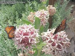 Pin On Gardening