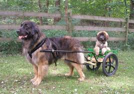 Check spelling or type a new query. Leonberger Price Range How Much Do Leonberger Puppies For Sale Cost