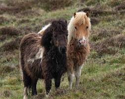 The Shetland Islands: On The Edge Of Britain - Telegraph